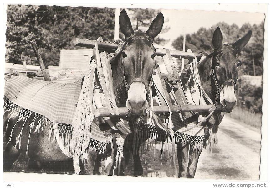 ***  33  *** LACANAU OCEAN Attelage De Mules Timbrée 1952 Excellent état - Andere & Zonder Classificatie