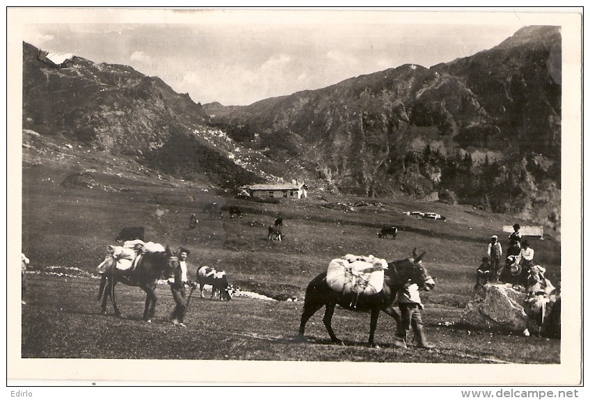 ***  33  ***   Servoz Chalet D'Ahver - Transport Sur Mules  TB Timbre Décollé - Autres & Non Classés