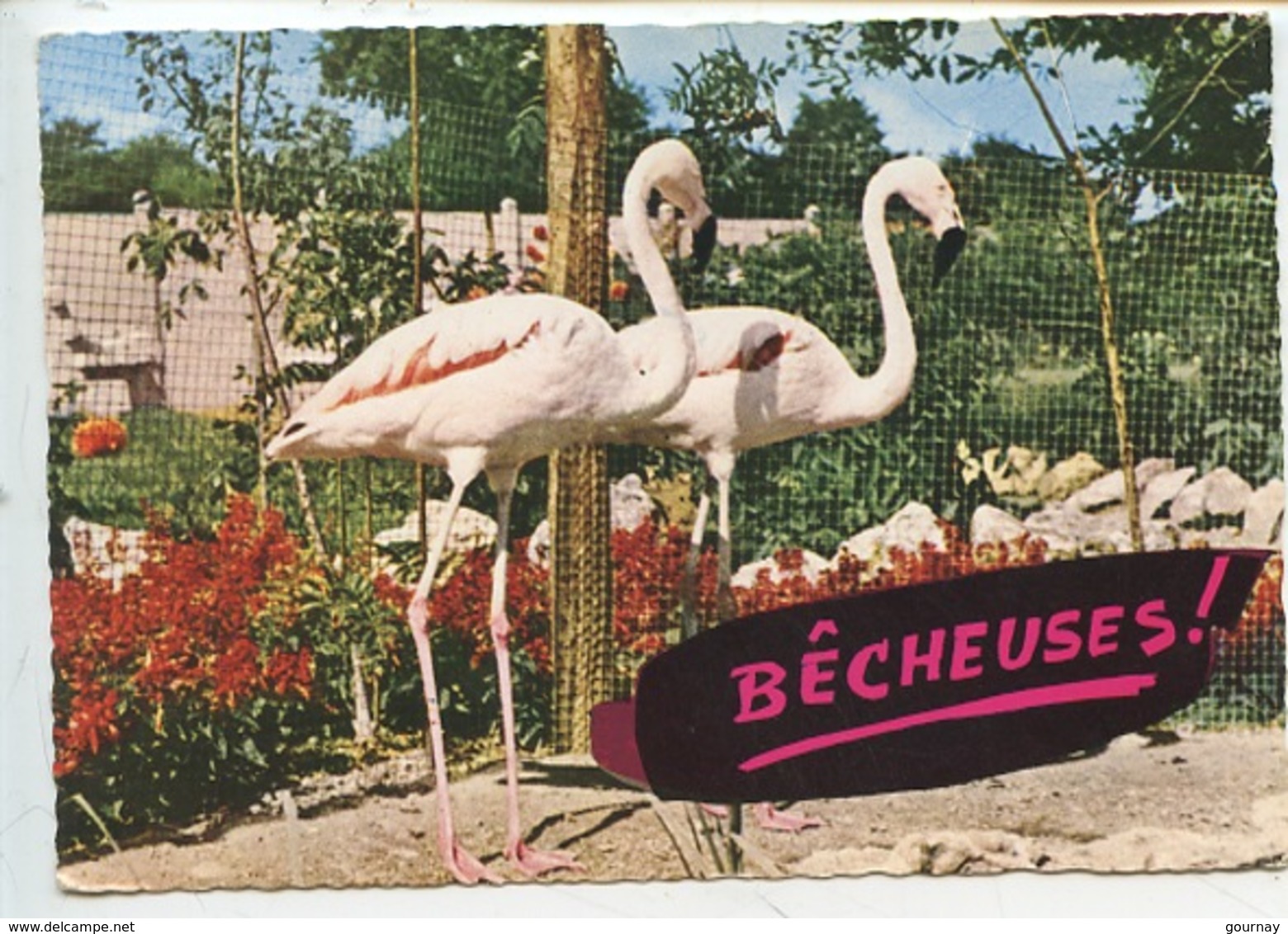 Bêcheuses ! Animaux Humoristiques N°17 - Flamants Roses Chili - Humour