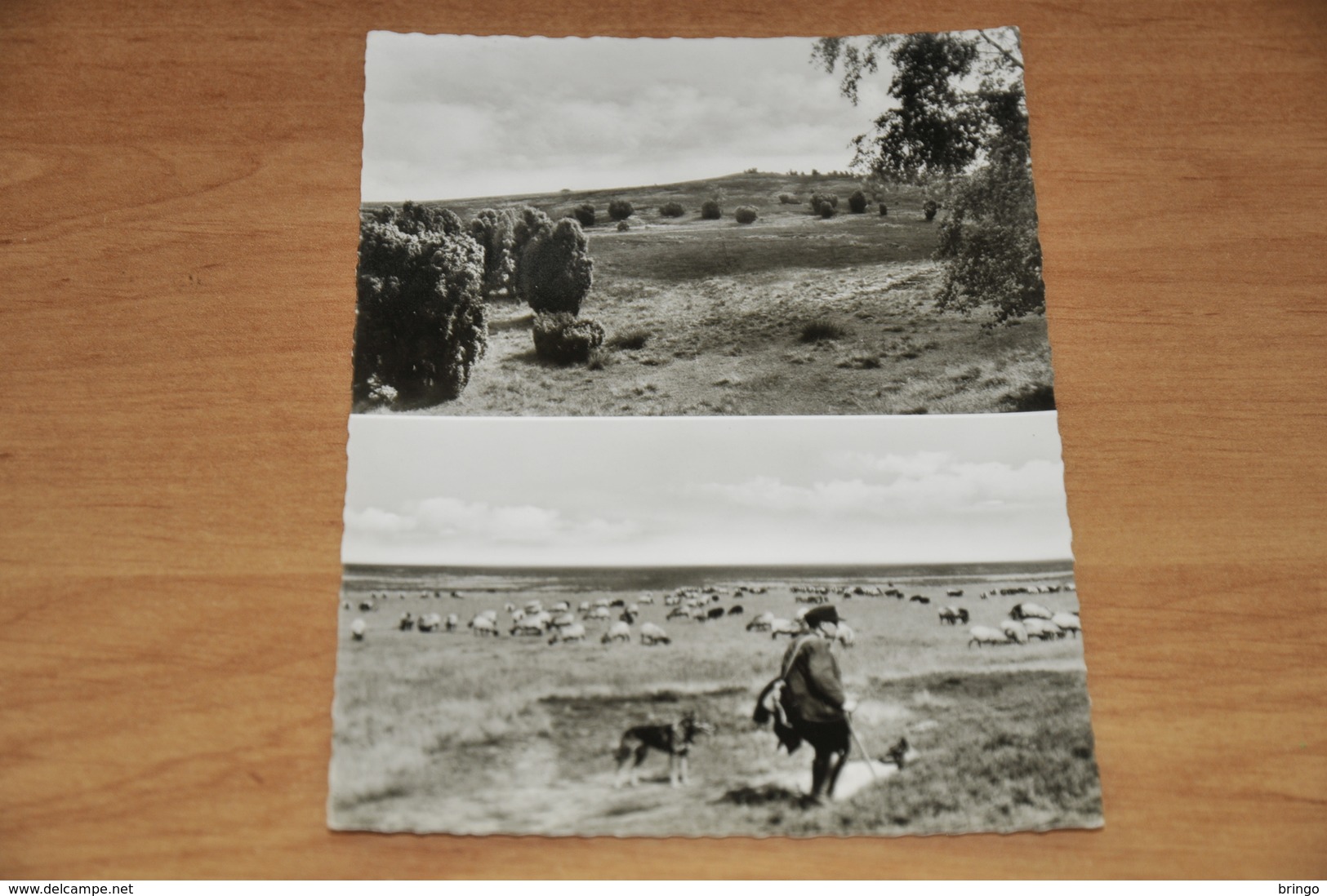 3509- Im Naturschütspark Lüneburger Heide Bei Niederhaverbek - 1964 - Lüneburger Heide