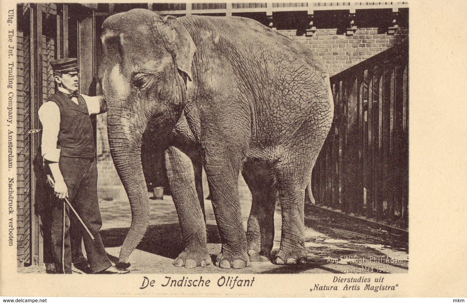 Artis De Indische Olifant - Amsterdam