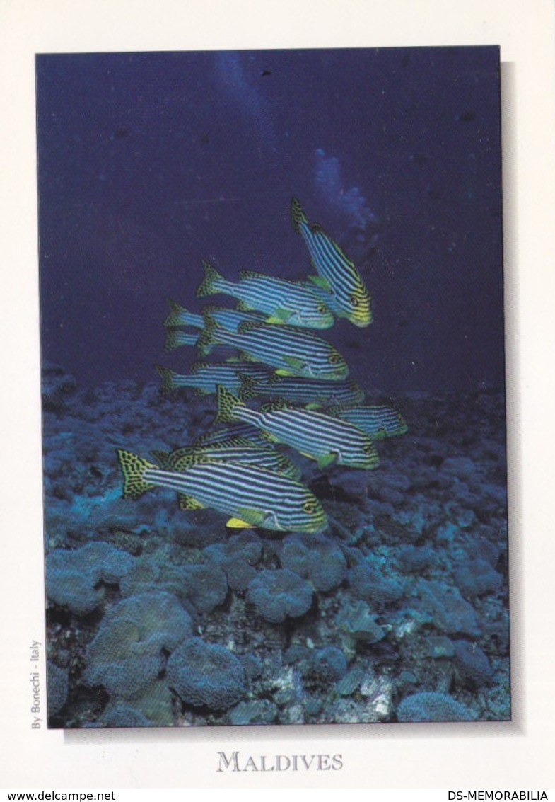 Maldives - Oriental Sweetlips Fish - Maldives