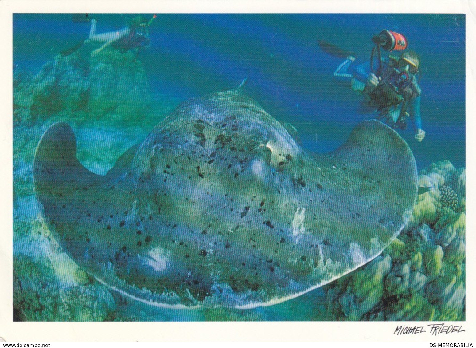 Maldives - Diving W Stingray - Maldives