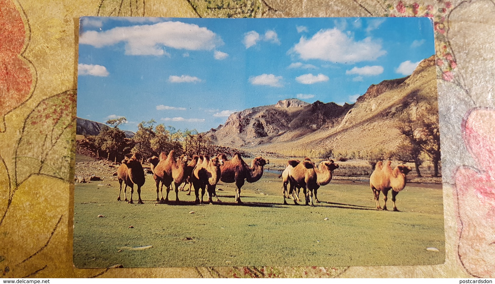 Mongolia. Camel  - 1970s -    - Old Postcard - Mongolie