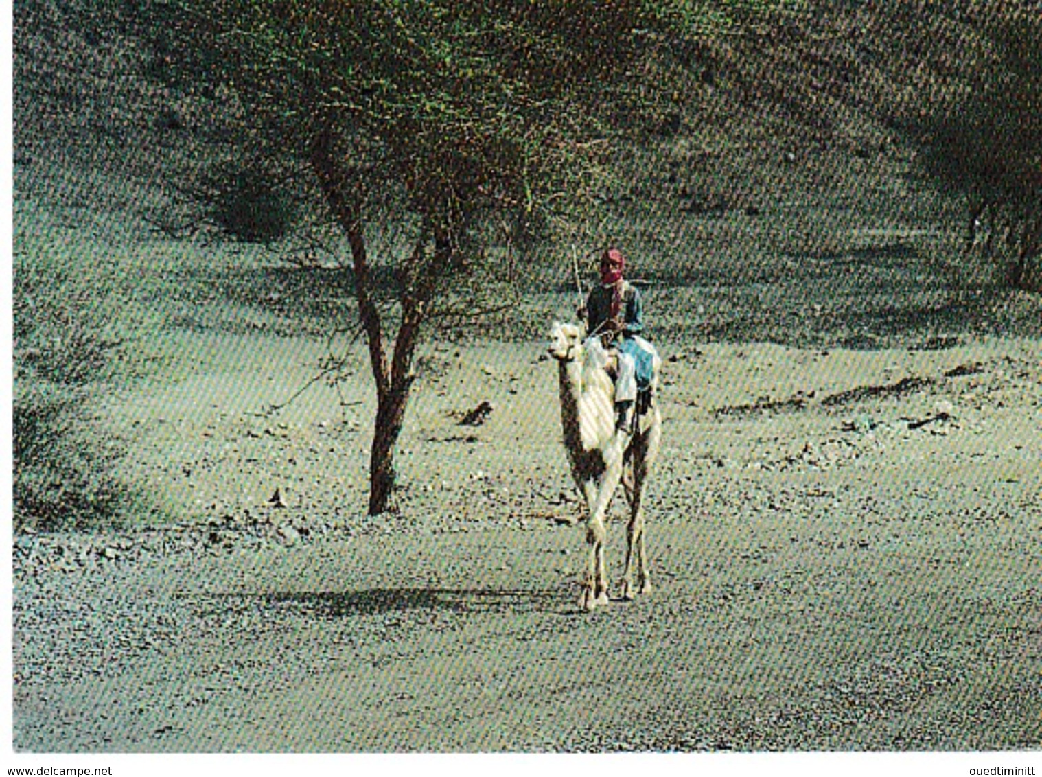 Saoudien Méhariste Près De Médine. - Saoedi-Arabië