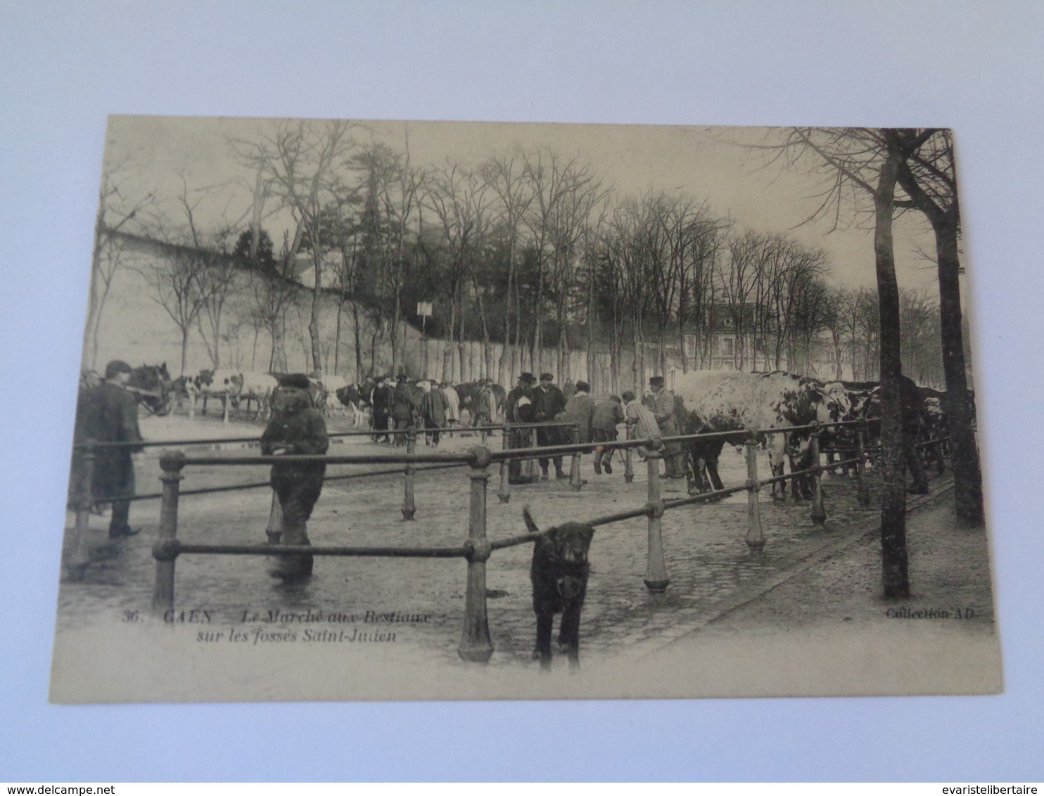 CAEN   : Le Marché Aux Bestiaux Sur Les Fossés Saint-Julien , N°36 - Caen