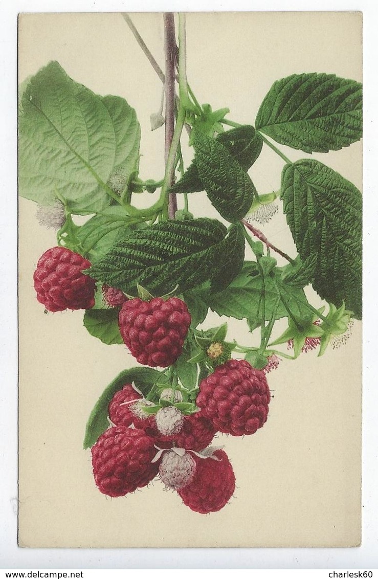 CPA - Fruit - Framboises - Union Postale Universelle - Martin Rommel - Klein, Catharina