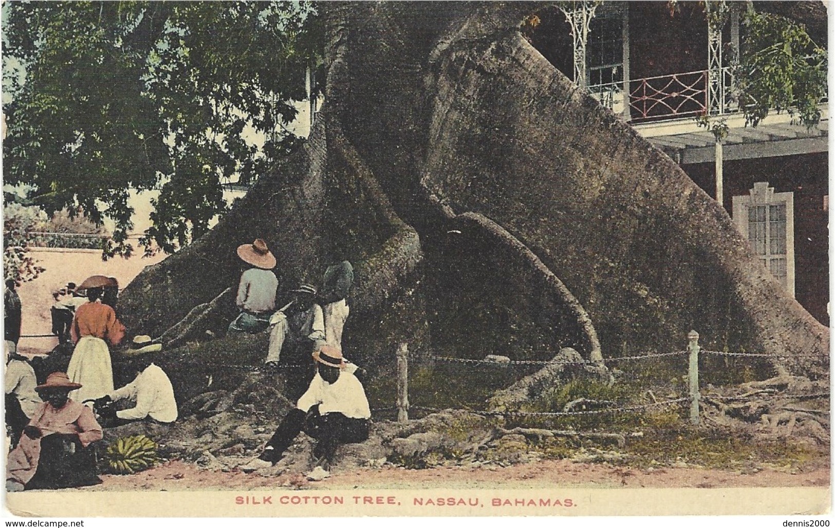 Silk Cotton Tree -  Nassau - BAHAMAS  - Colored - Otros & Sin Clasificación