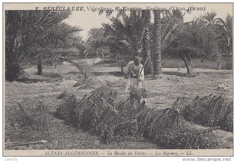 Algérie - Banlieue D'Oran - F. Sénéclauze Viticulteur Saint-Eugène - Récolte Des Dattes - Régimes - Scènes & Types