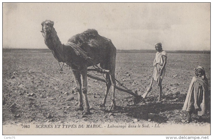 Ethniques Et Cultures - Maghreb - Agriculture Labourage Chameau - Afrique