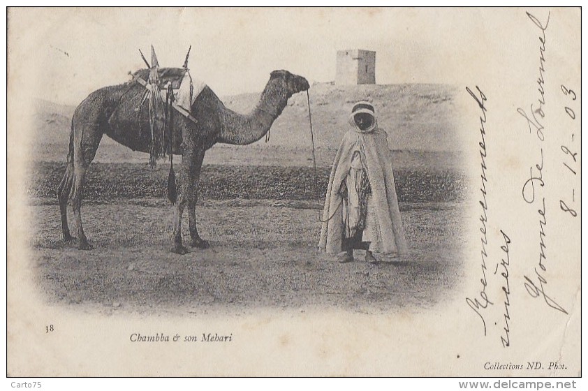 Ethniques Et Cultures - Maghreb - Chambba Et Son Mehari - Dromadaire - 1903 - Africa