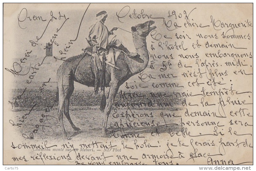 Ethniques Et Cultures - Maghreb - Chambba Monté Sur Un Mehari - 1902 - Afrique