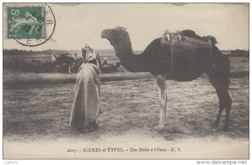 Ethniques Et Cultures - Maghreb - Halte à L'Oasis - Dromadaire - Cachet 1910 Alger - Afrique