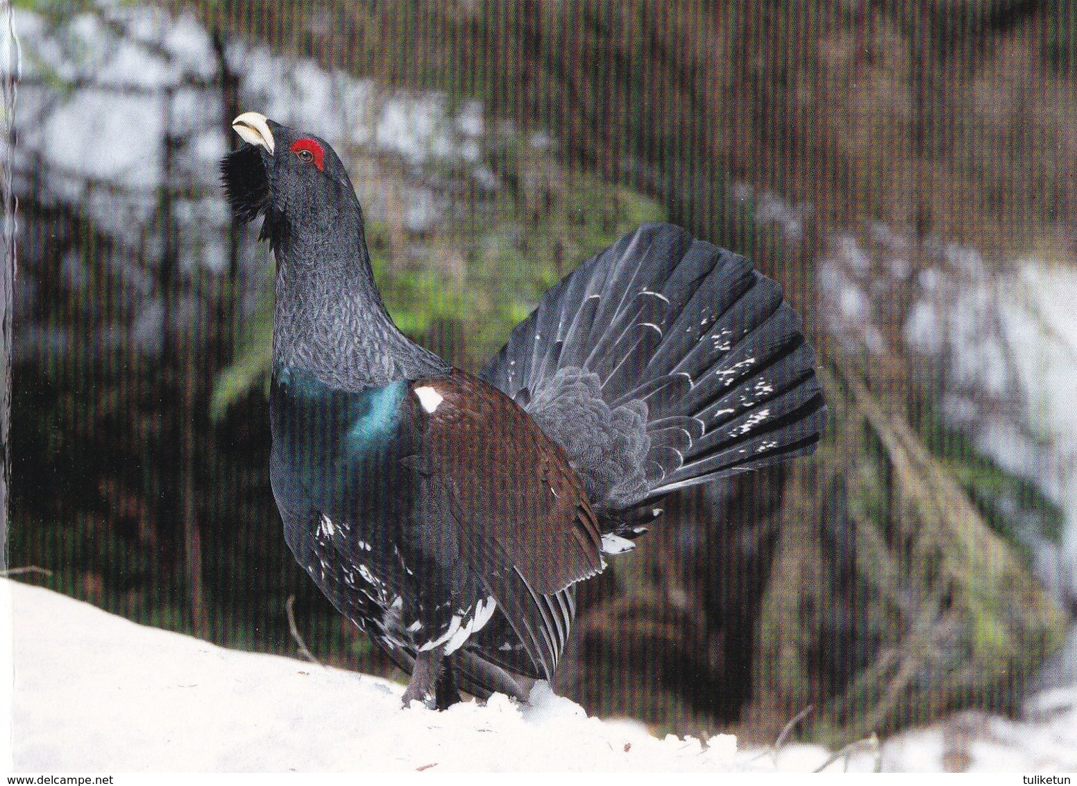 Capercaillie - Grand Tétras - Auerhahn - Gallo Cedrone - Tetraz - Urogallo - Animal - Animaux - Fauna - Faune - Birds