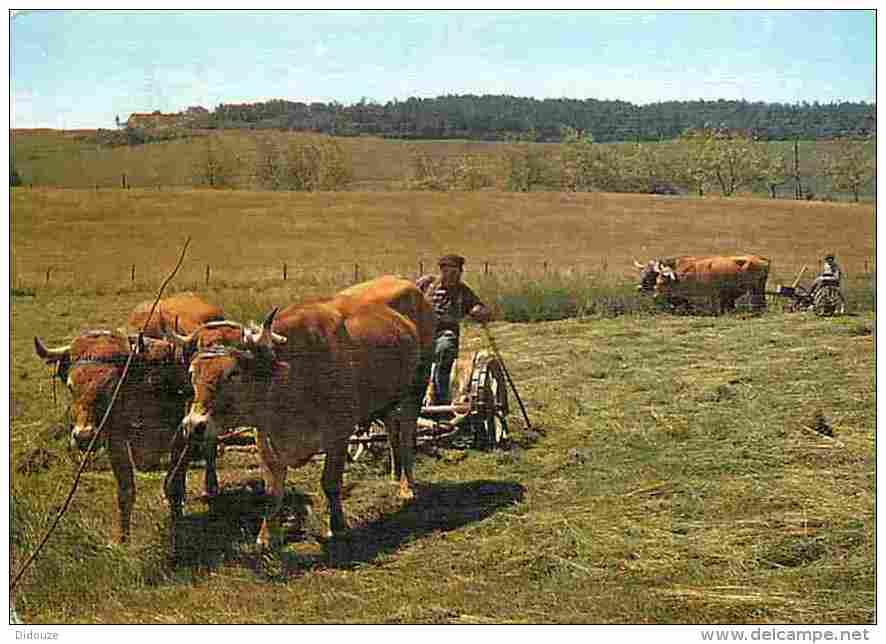 Animaux - Vaches - Traditions - Les Petits Métiers De Chez Nous - La Fauchaison - Paysans - Voir Scans Recto-Verso - Kühe