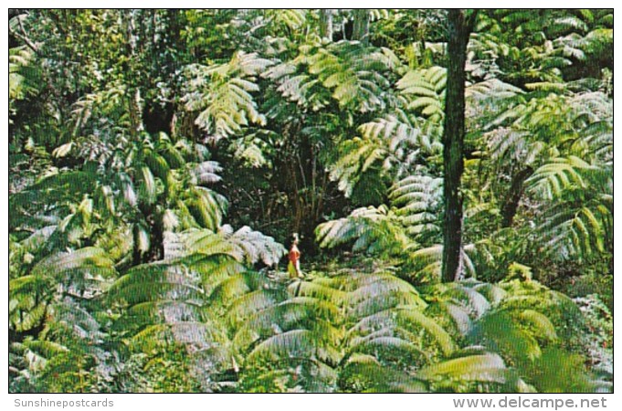 Hawaii Volcanoes National Park The Fern Jungle - Big Island Of Hawaii