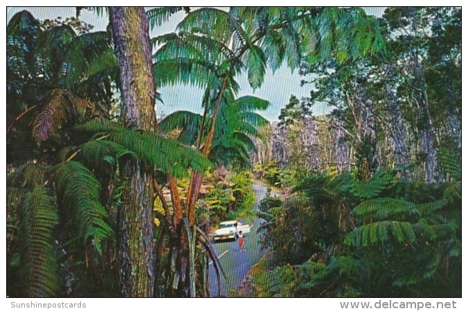 Hawaii Kilauea The Fern Forest 1959 - Big Island Of Hawaii
