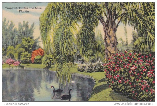 Florida Sarasota Tropical Garden And Lake Sarasota Jungle Gardens Curteich - Sarasota