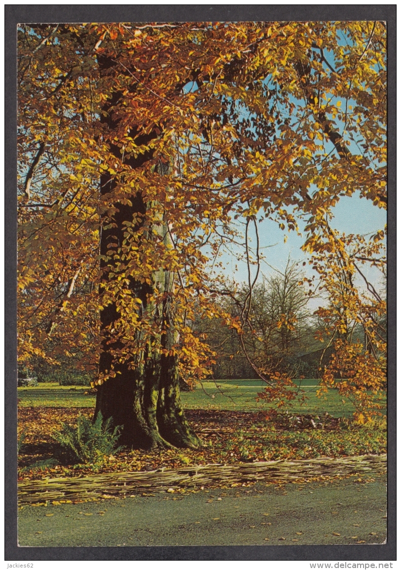 93075/ ARBRES, Hêtre, Automne - Bomen