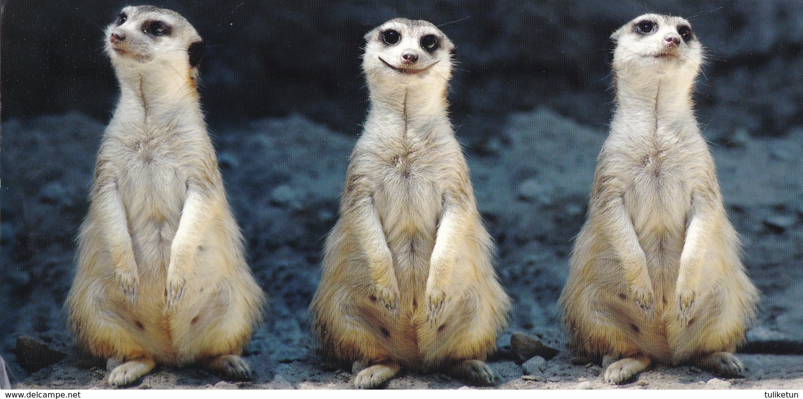 African Meerkat - Suricate - Erdmännchen - Suricata - Animal - Animaux - Fauna - Faune - Other & Unclassified