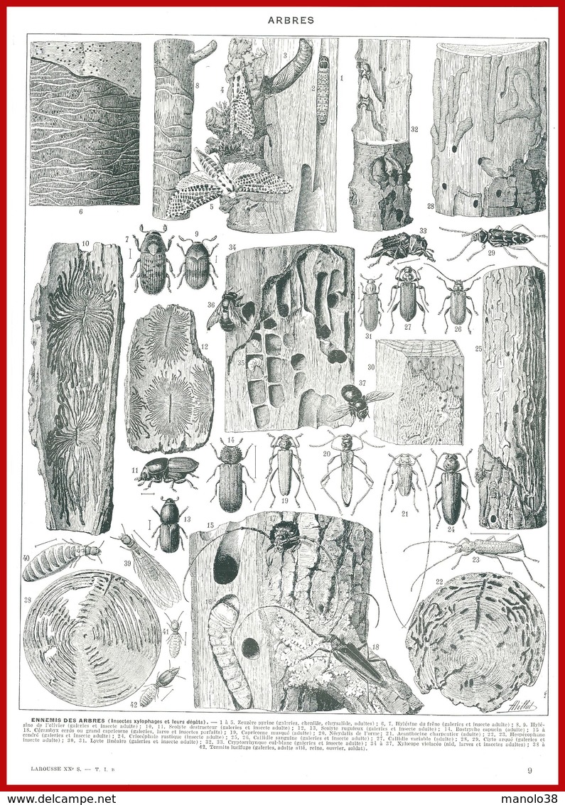 Arbres Recto, Ennemis Des Arbres (insectes Xylophages Et Leurs Dégats) Verso, Illustration Adolphe Millot, Larousse 1951 - Other & Unclassified