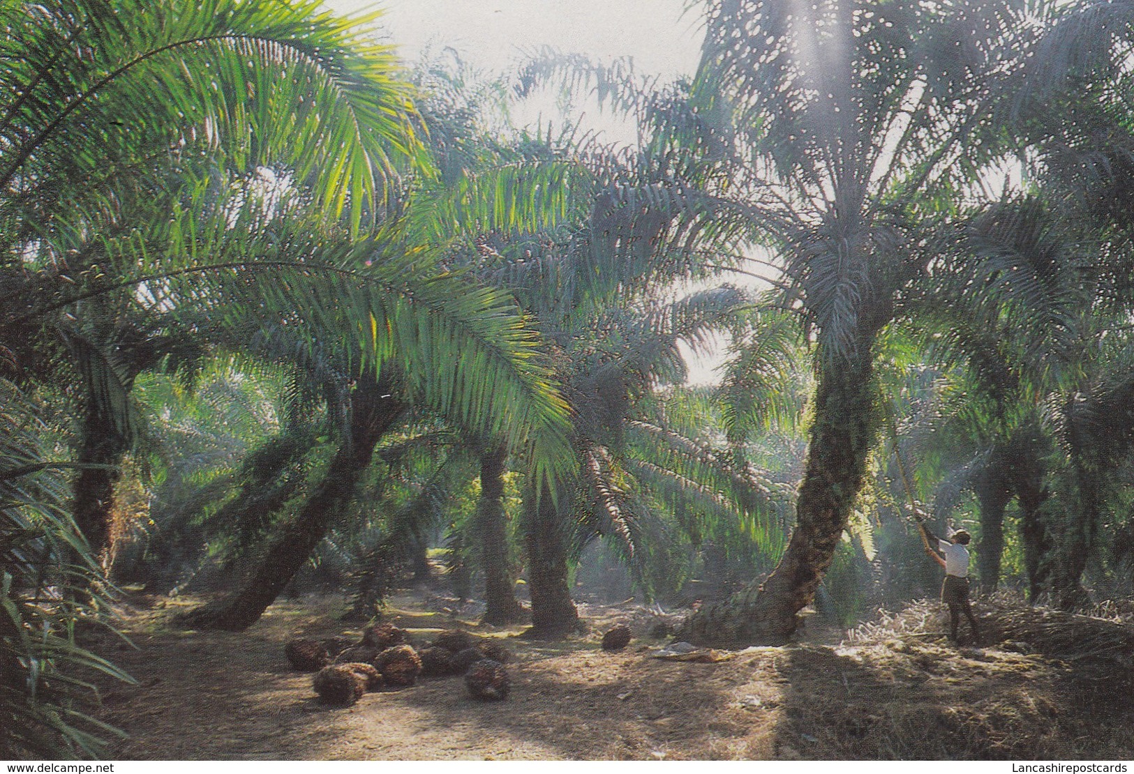 Postcard Oil Palm Plantation Malaysia By Great Star Of Kuala Lumpur My Ref  B22680 - Cultures