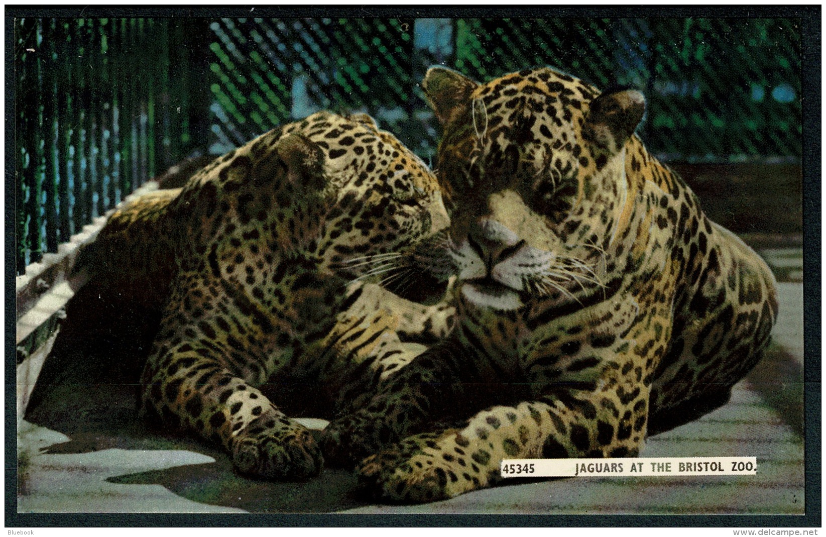RB 1208 -  Postcard - Jaguars At The Bristol Zoo - Animals Theme - Bristol