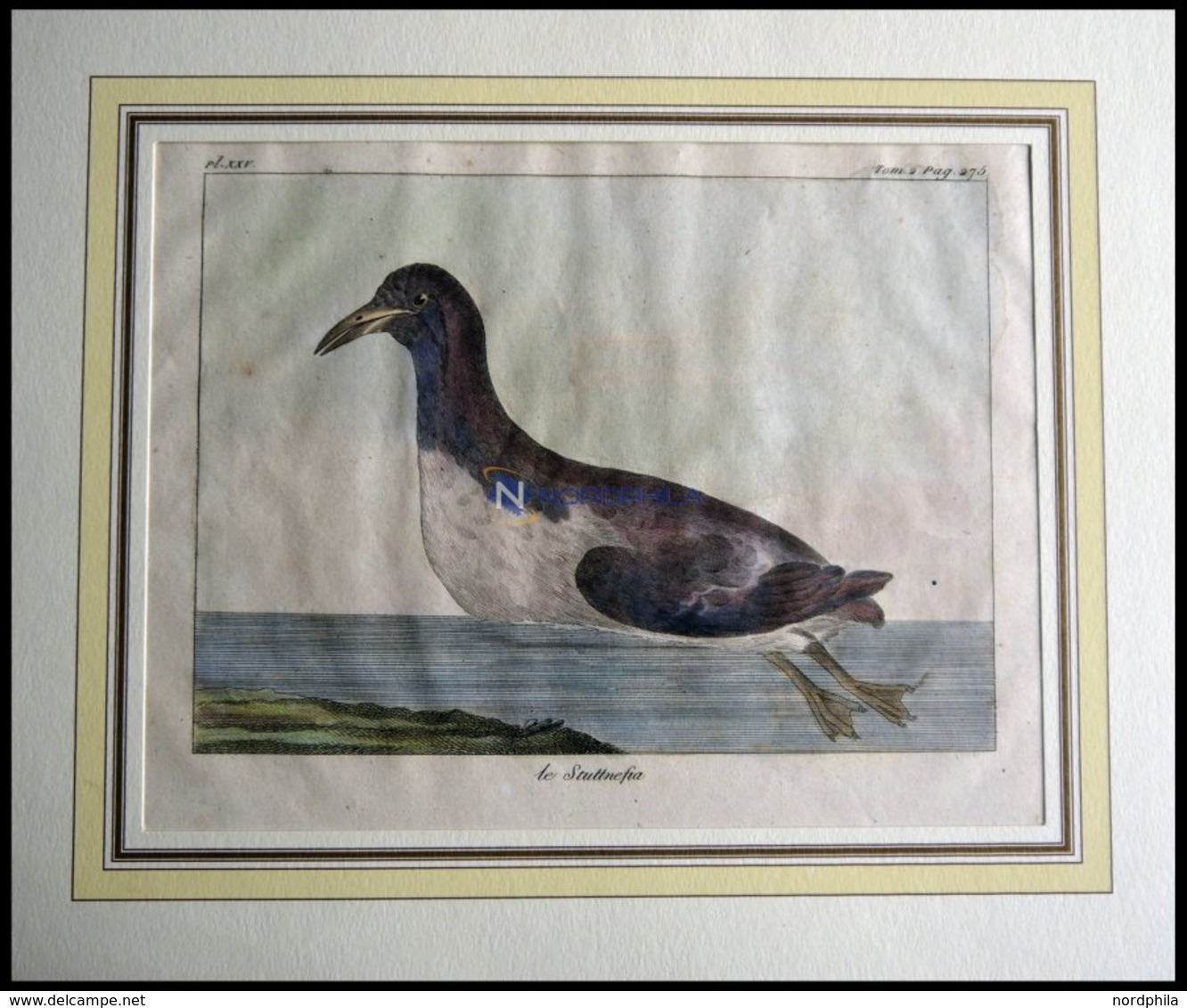 Der Schwimmvogel (le Stuttnefa), Kolorierter Kupferstich Von Olafsen Aus Atlas Du Voyage En Islande Von 1802 - Litografía