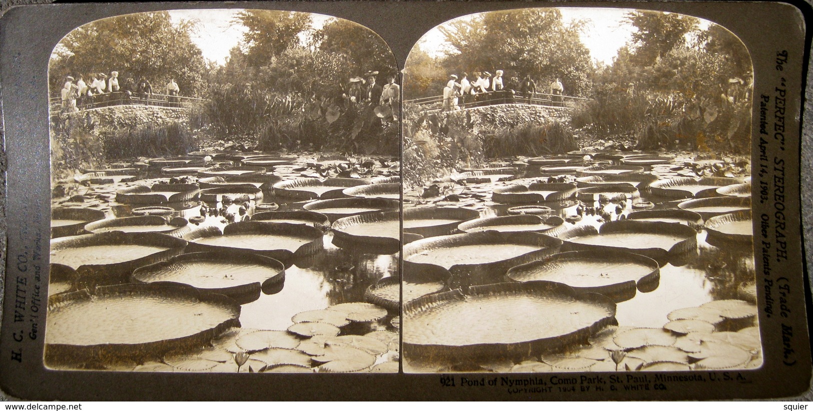 Pond Of Nymphia, Como Park, Minnesota, H.C.White - Stereoscopi