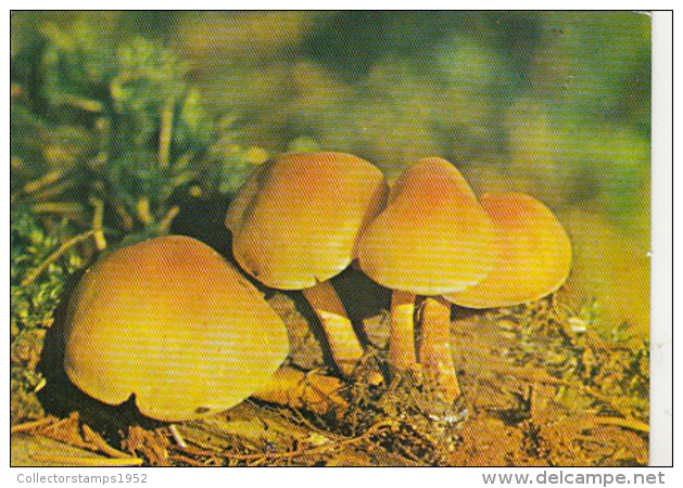 72093- MUSHROOMS - Mushrooms
