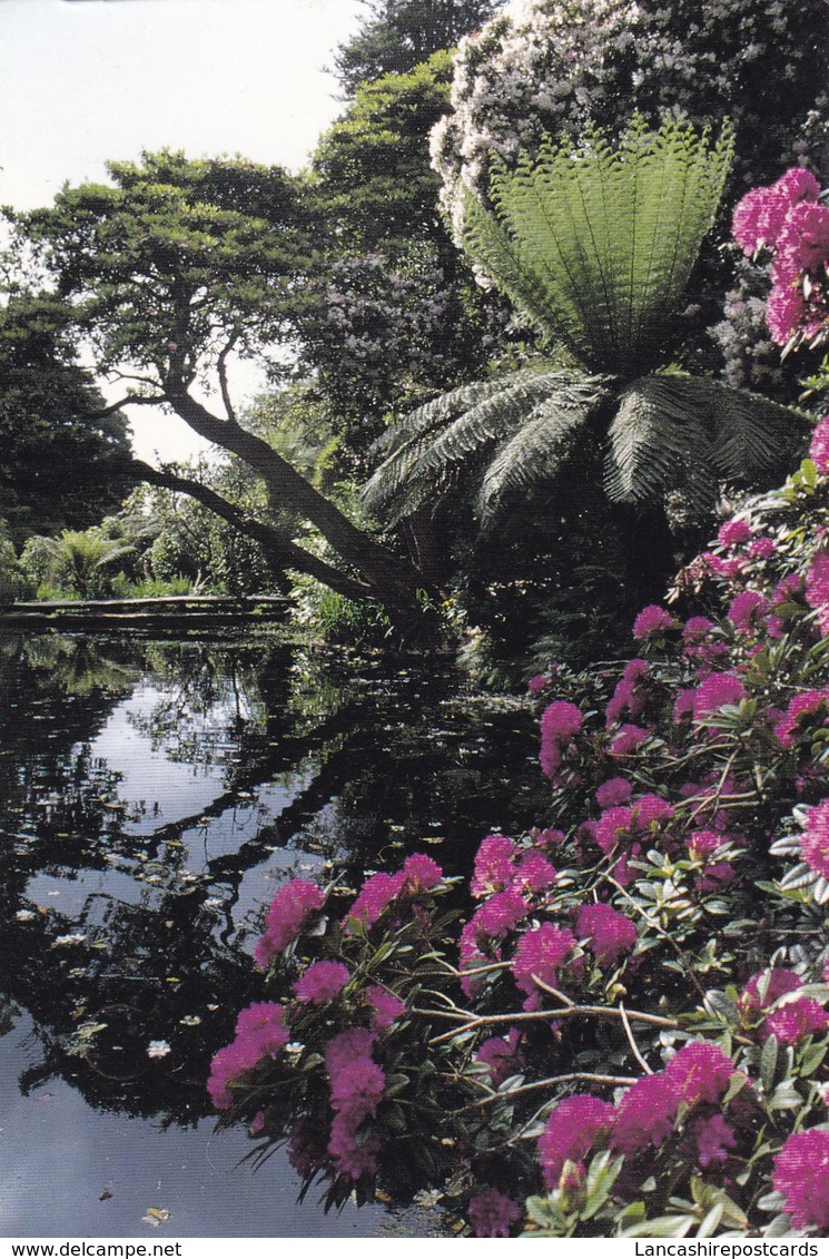 Postcard The Lost Gardens Of Heligan Cornwall Top Lake In The Jungle Sub Tropical Trees My Ref  B22688 - Trees