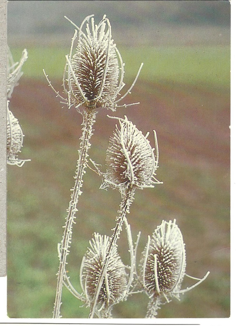 CHARDON CAPTIF DU LARZAC, "désséché Par Le Soleil, Blanchi Par Le Gel" Photo Francis De Richemond - Fleurs