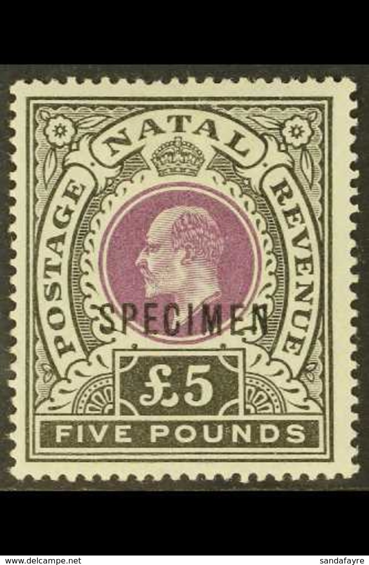NATAL 1902 £5 Mauve & Black, Wmk Crown CC, "SPECIMEN" Overprint, SG 144s, Very Fine Mint. For More Images, Please Visit  - Unclassified