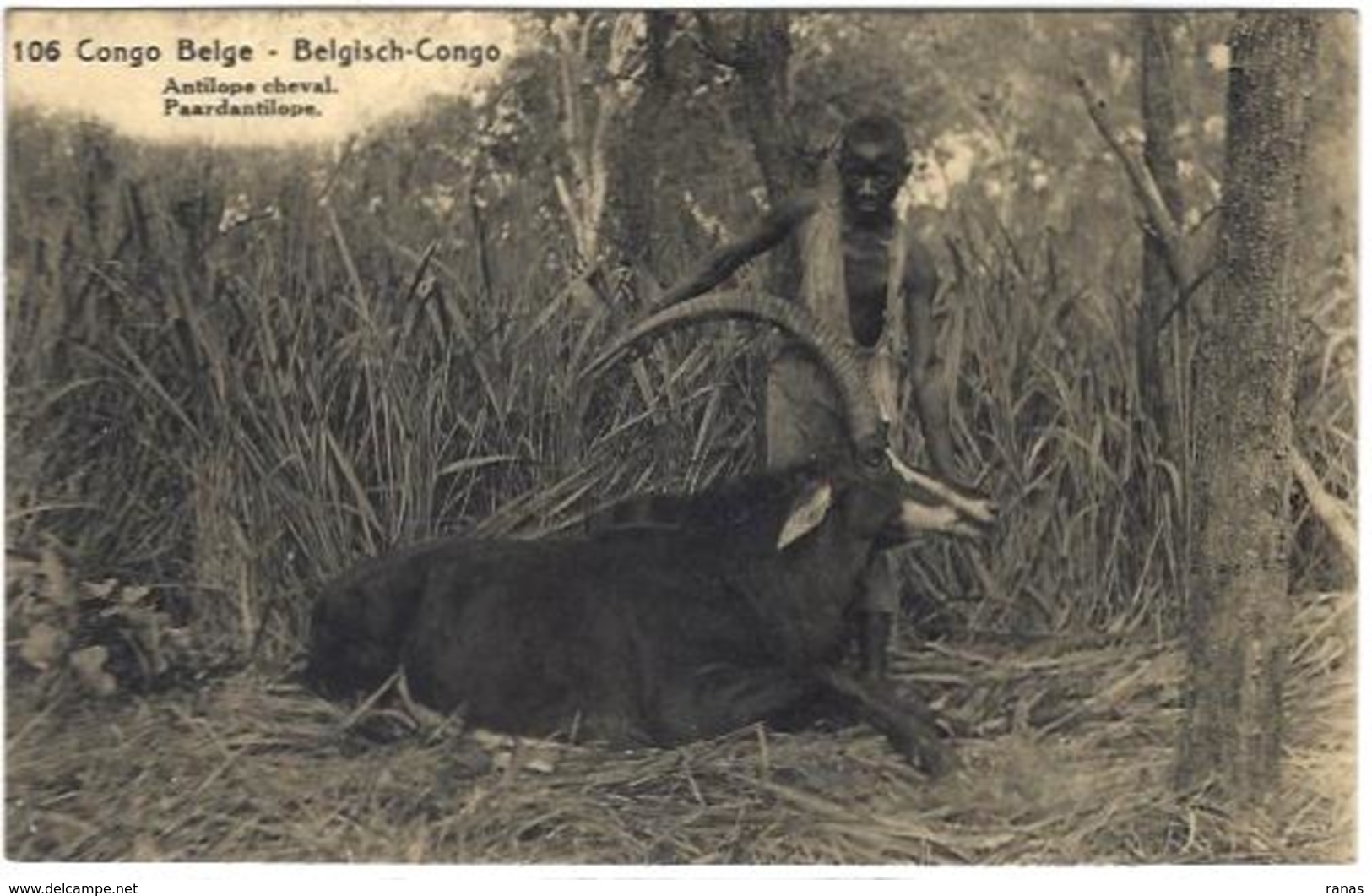 CPA Chasse Afrique Noire Antilope Cheval Circulé Congo Belge Entier Postal Voir Scan Du Dos - Congo Belge