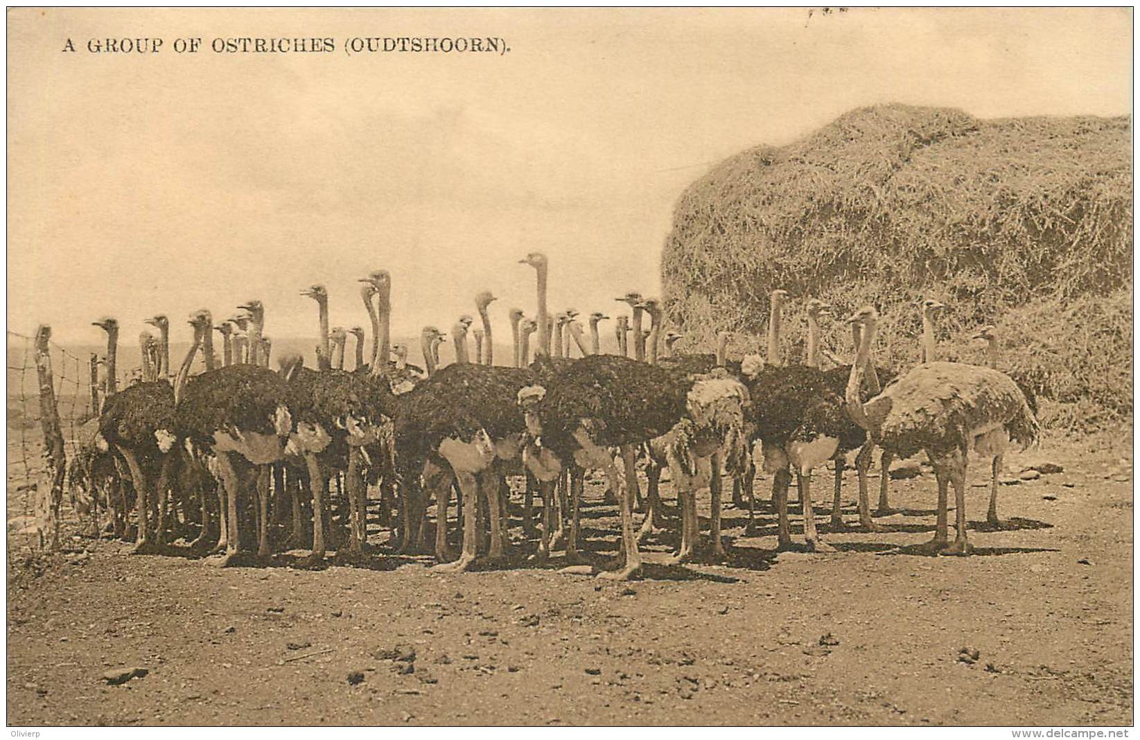 Afrique Du Sud - A Group Of Ostriches ( Oudtshoorn ) - Zuid-Afrika