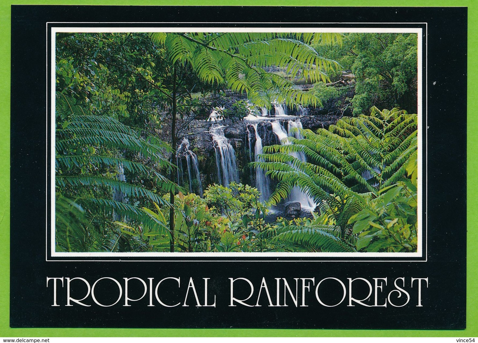 AUSTRALIA - North Queensland - Tropical Rain Forest - Autres & Non Classés