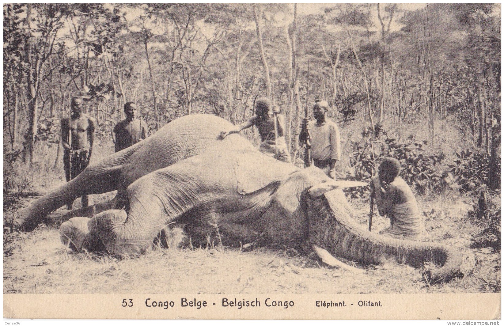Congo Belge Eléphant Circulée En 1919 - Belgisch-Congo