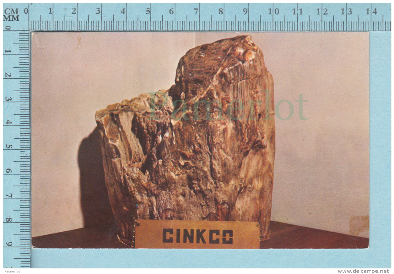 Living Pré-historic Tree - A Specimen Of Petrified Ginkgo  -  Post Card, Carte Postale - Arbres