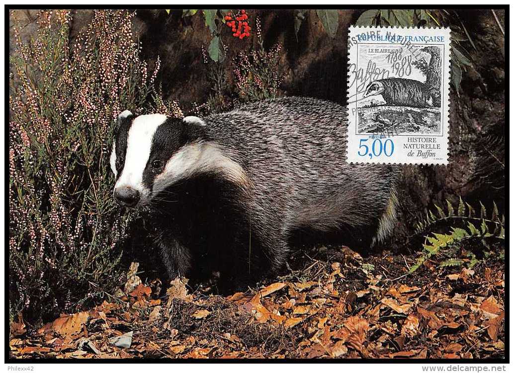 4381/ Carte Maximum (card) France N°2542 Animaux De France 1988 Blaireau - 1980-1989