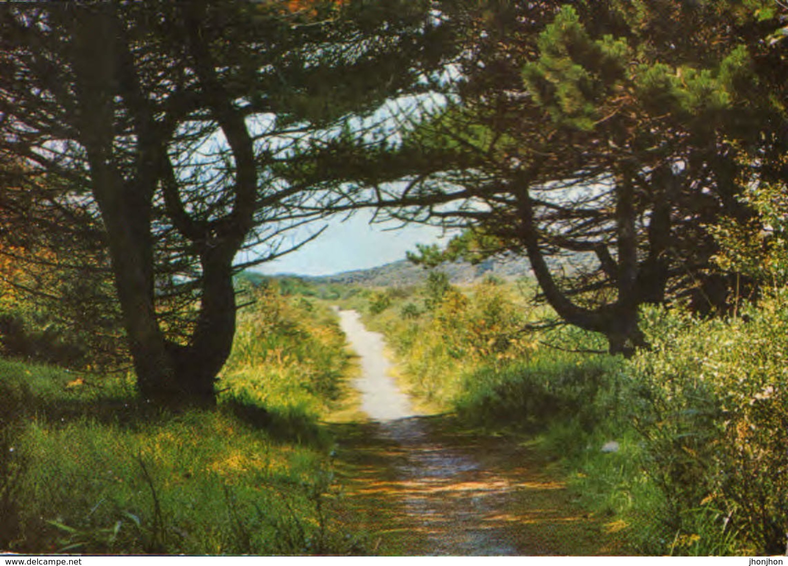 Nederland - Postcard Circulated In 1975  - Greetings From The Island Of Ameland   - 2/scans - Ameland