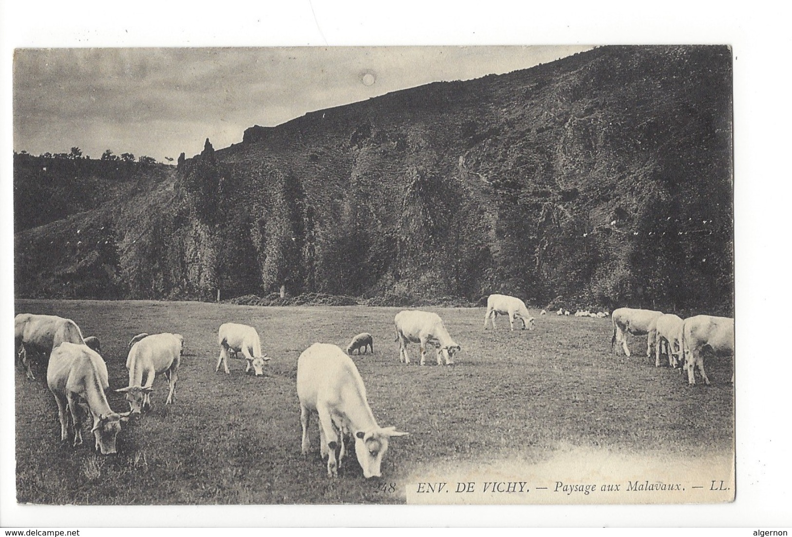 20193 - Env. De Vichy Paysage Aux Malavaux Vaches - Vaches