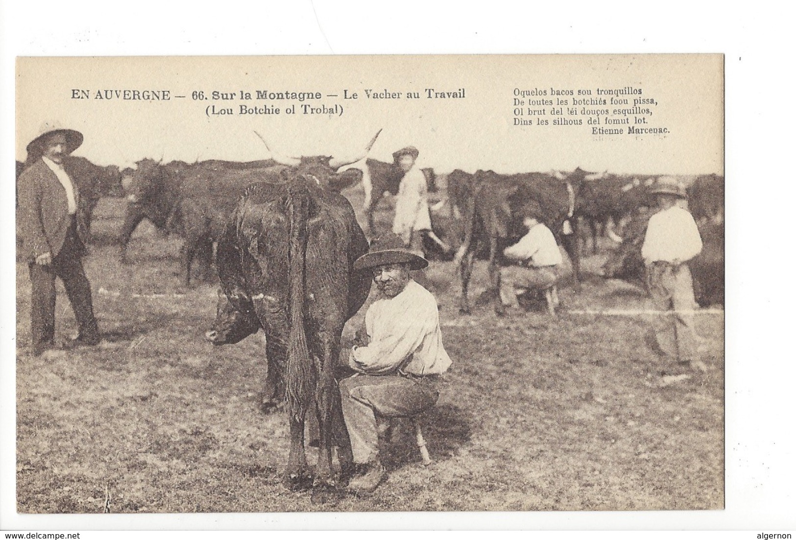 20197 - En Auvergne Sur La Montagne Le Vacher Au Travail - Vaches