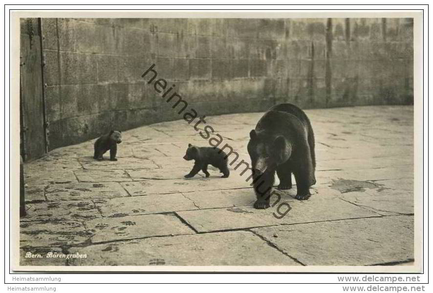 Bern - Bärengraben 1933 - Foto-AK - Berne