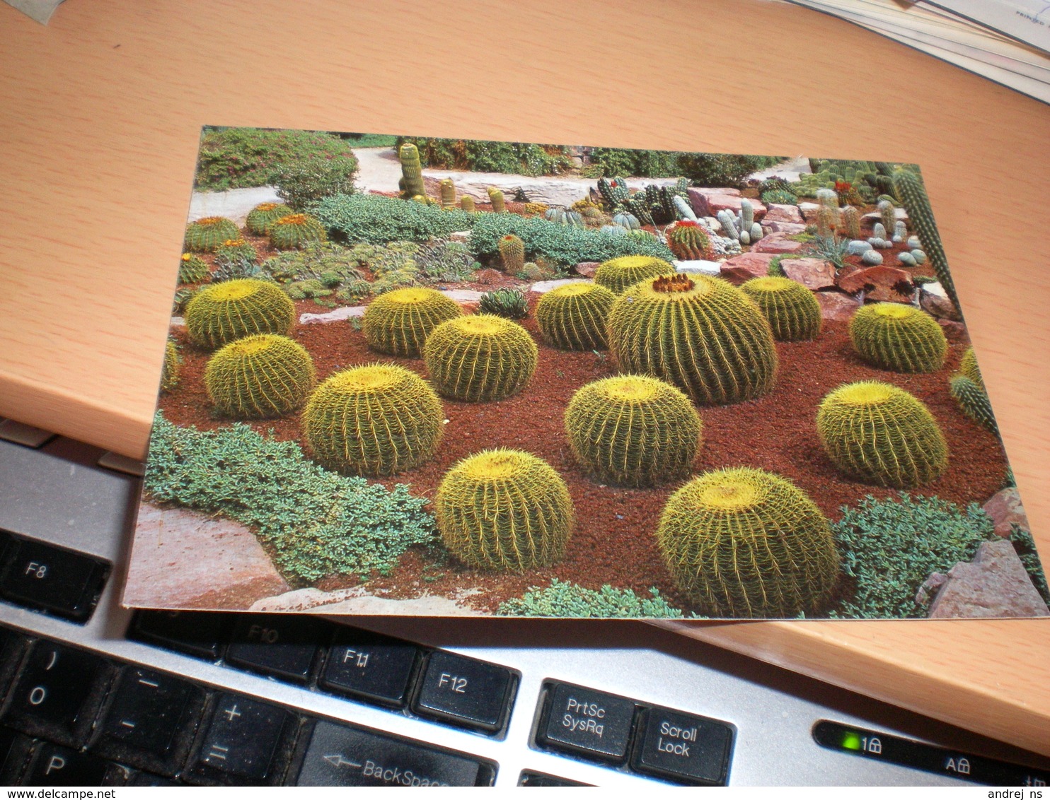 Cactus  Elche - Cactusses