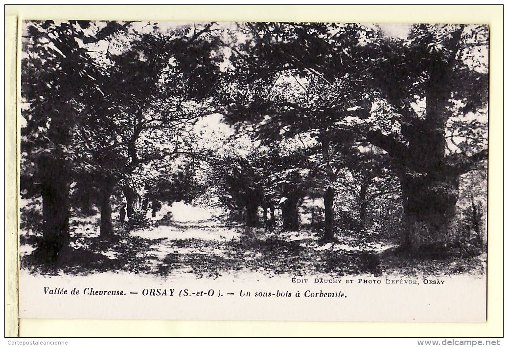 X91023 ORSAY Essonne Seine Oise Vallée CHEVREUSE Un Sous-Bois à CORBEVILLE 1910s DAUCHY Photo LEFEVRE - Orsay