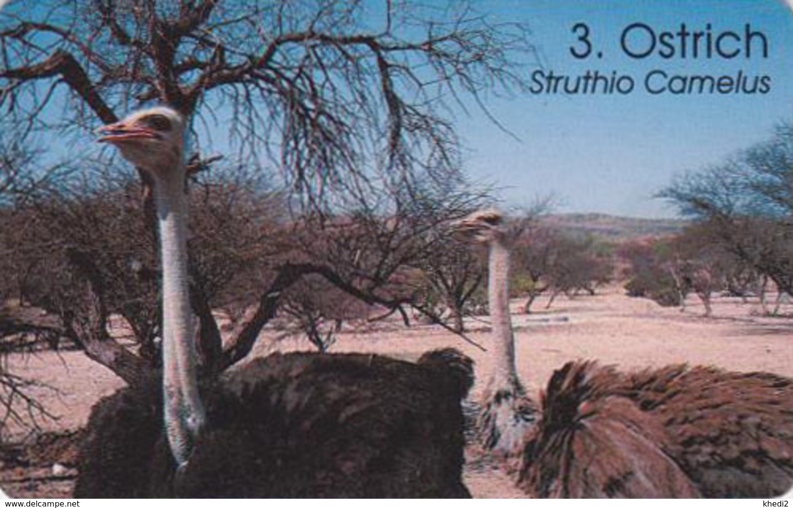 Télécarte à Puce NAMIBIE - Animal - Oiseau - AUTRUCHE - OSTRICH Bird NAMIBIA Chip Phonecard - STRAUSS Vogel - 4511 - Namibie