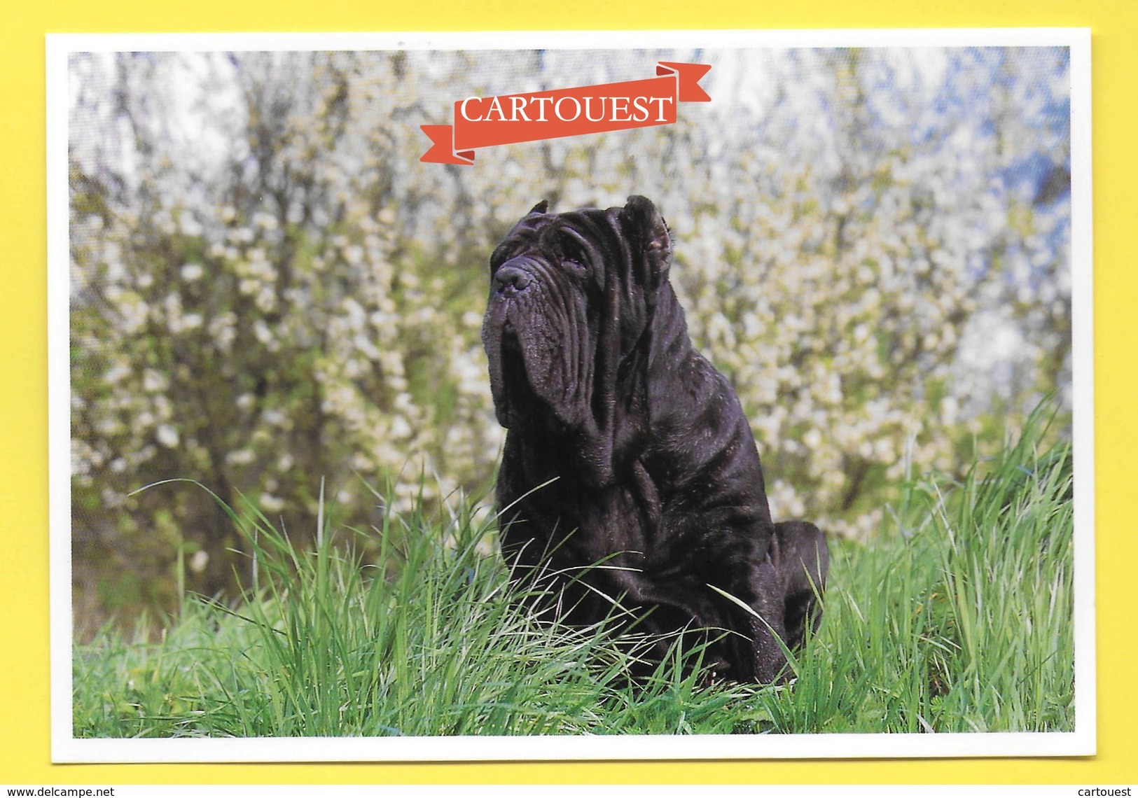 ♥♥♣♣☺♣♣ Chien - Hund - Dog - MASTINO NAPOLITANO - CANE - Chiens