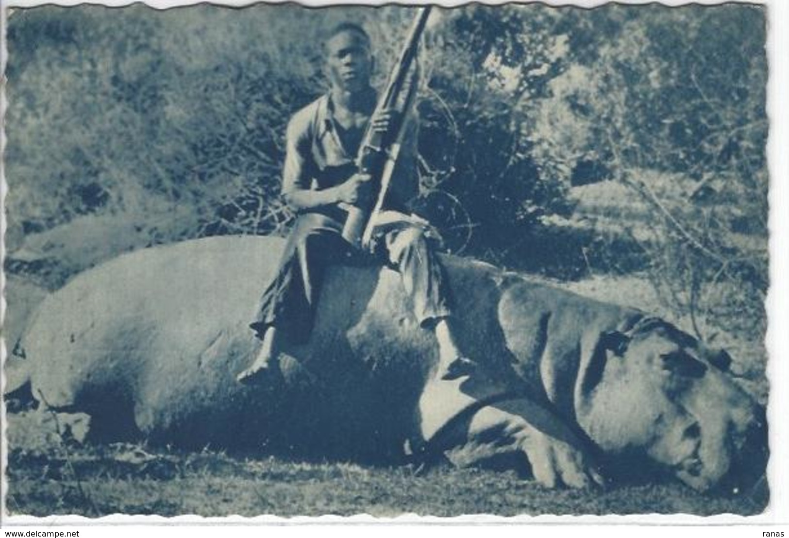 CPSM Chasse Afrique Noire Hippopotame Cote D'Ivoire Non Circulé - Côte-d'Ivoire