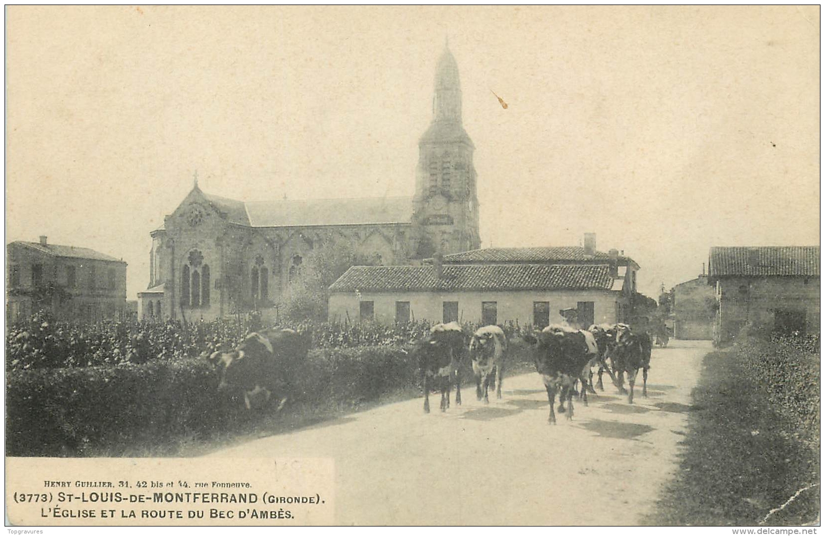 33 ST-LOUIS-DE-MONTFERRAND EGLISE ET ROUTE DU BEC D'AMBES - VACHES - Other & Unclassified