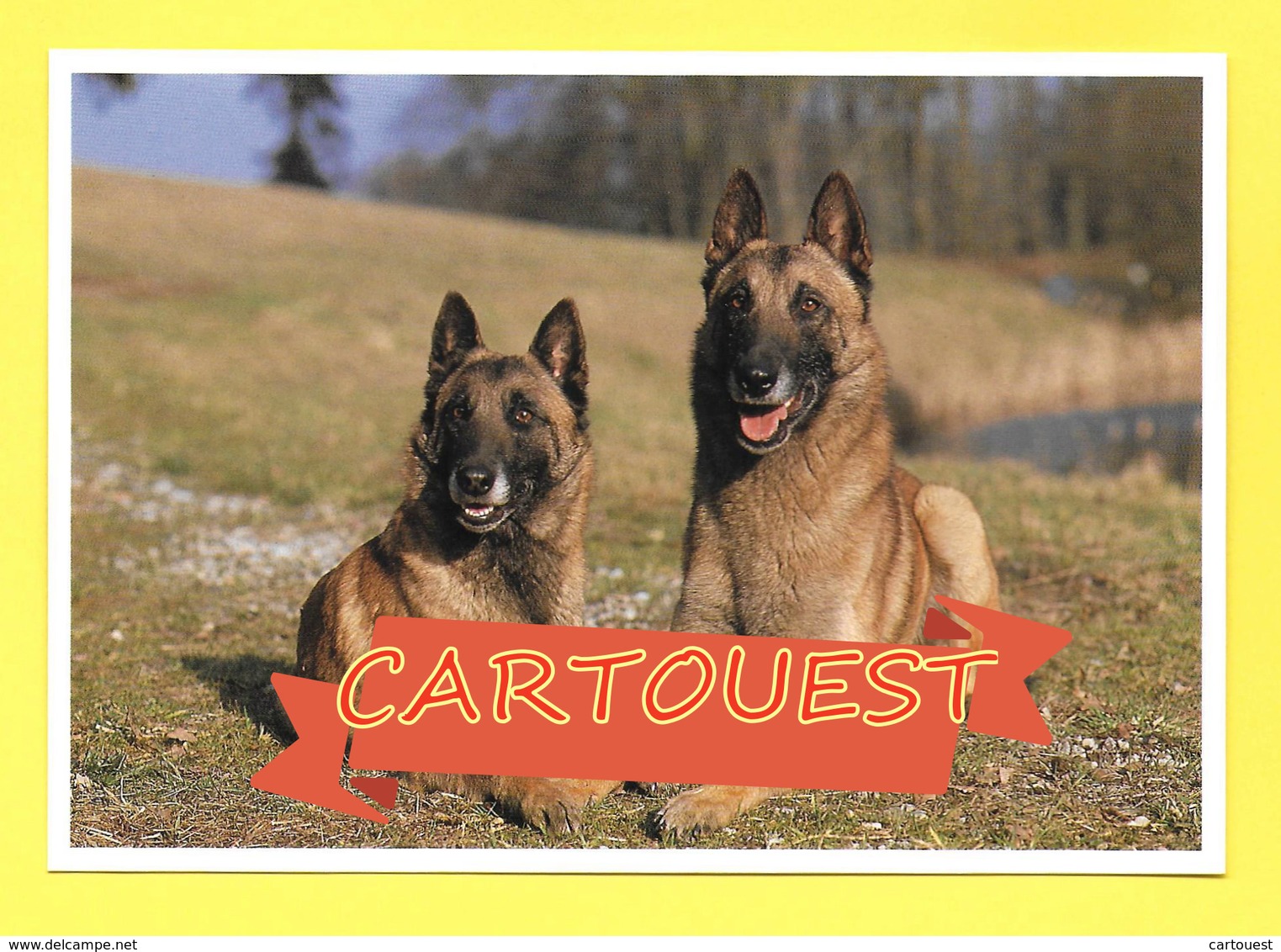 Chien - Hund - Dog ♥♥☺♣♣ BELGIAN Shepherd MALINOIS - CANE - - Chiens